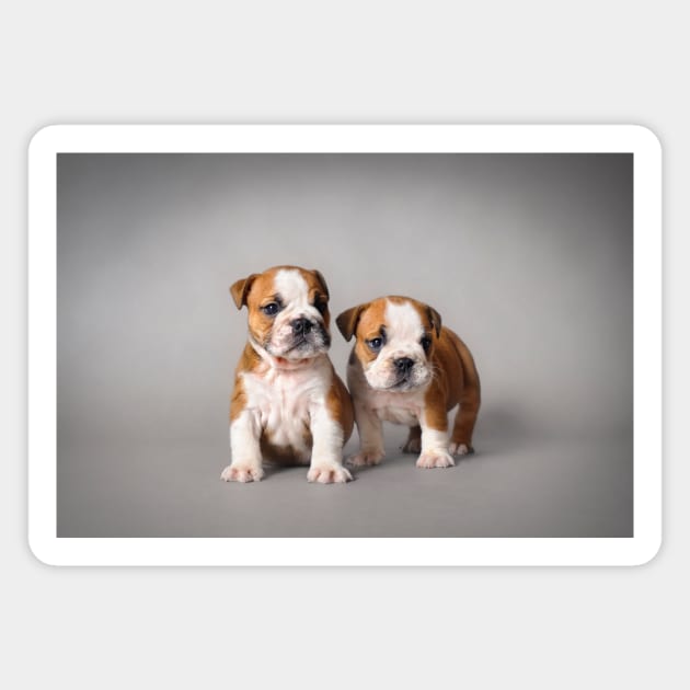 Bulldog puppies Magnet by PetsArt